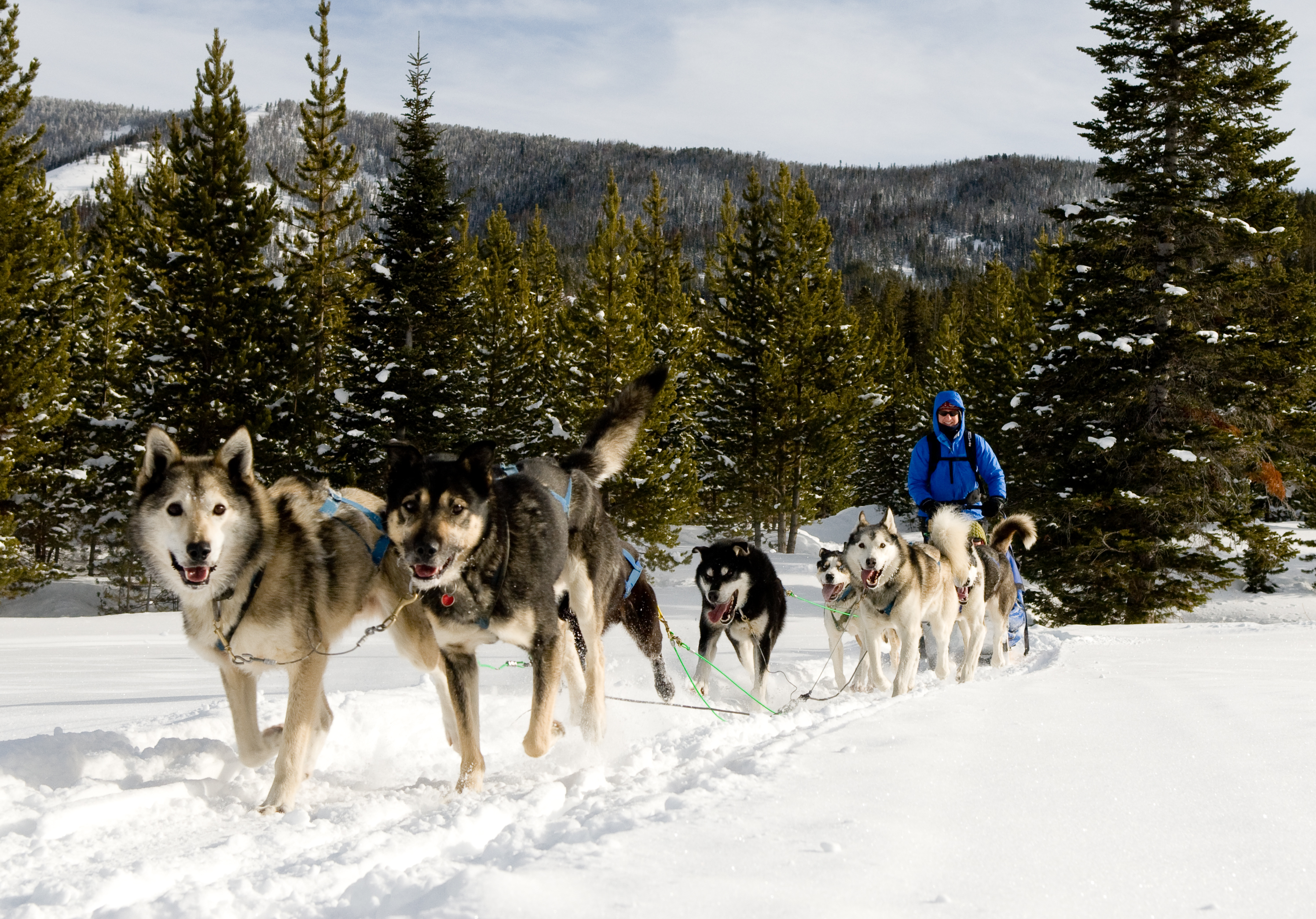 dogsledding